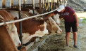 O fermă ca în Europa, chiar în Moldova: vaci cu spațiu personal, muls automatizat și producție bio de lapte și carne, în raionul Rezina - VIDEO