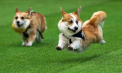 Căței corgi, vedetele unei competiții amuzante la Vilnius: Alergare, jocuri și paradă de costume - VIDEO