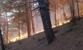 Incendiu pe coasta Mării Negre, în apropierea vilei lui Putin, în urma prăbușirii unei drone. Peste 100 de pompieri ruși mobilizați - VIDEO