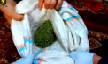 Marijuana, aparate artizanale și rețineri în lanț: Poliția din Orhei a descins la cinci adrese într-o anchetă privind traficul de droguri - VIDEO