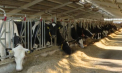 De la un vis la o afacere de succes: Povestea unei ferme din Horești care produce calitate și oferă locuri de muncă acasă - VIDEO