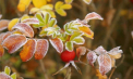 Codul GALBEN de înghețuri - prelungit de meteorologi. Câte grade se pot înregistra - FOTO