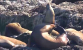 Un leu de mare a primit a doua șansă la viață. Animalul a fost văzut în apele Pacificului, în apropiere de coasta Canadei, într-o stare deplorabilă
