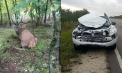 Un cerb, lovit de un automobil, la Călărași. Mașina a rămas distrusă - FOTO