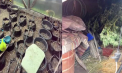 Trei bărbați, reținuți pentru trafic de droguri: cultivau cânepă în sere și o distribuiau în Chișinău - VIDEO