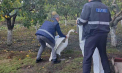 O lebădă care s-a rătăcit, salvată de inspectorii de mediu din Orhei. Recomandările specialisților - VIDEO