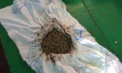 Marijuana, canabis și alte droguri de 300 de mii de lei, găsite la doi bărbați din Cahul și Comrat. Ofițerii au descins cu percheziții - VIDEO