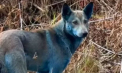 Câinii cu blană albastră din Cernobîl: cum supraviețuiesc animalele într-o zonă contaminată de radiații - VIDEO