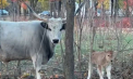 Baby boom la Grădina Zoologică din capitală. S-a născut un pui de taur maghiar de stepă - VIDEO