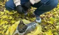 Un tânăr de 23 de ani, reținut pentru trafic de droguri prin Telegram în Chișinău: valoarea totală a substanțelor confiscate se ridică la 200.000 de lei - VIDEO