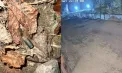 S-a tras cu focuri de armă în fața casei primarului de Leova. Momentul, surprins de camerele de supraveghere - VIDEO
