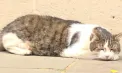 Larry, cel mai faimos motan din Marea Britanie și celebru în toată lumea, va deveni vedeta unui film documentar - VIDEO