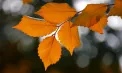 Cer variabil cu maxime de până la 14 grade în sudul țării. Ce temperaturi se vor înregistra în toată țara. Prognoza meteo