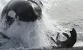 Momente dramatice în apele nord-vestice ale SUA: Un fotograf surprinde lupta pentru supraviețuire dintre o focă și un grup de balene ucigașe - VIDEO