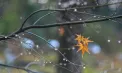 Ploi în nordul țării. Cum va fi vremea astăzi, dar și în următoarele zile. Prognoza meteo
