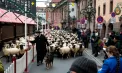 Spectacol pastoral în centrul Germaniei: sute de oi traversează orașul într-un marș tradițional de 10 kilometri spre locurile de iernat, atrăgând localnici și turiști - VIDEO
