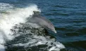 Mimo, delfinul care a refuzat Adriatica: mamiferul marin s-a „mutat” în laguna Veneției și nu mai vrea să plece - VIDEO