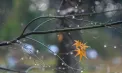 Ploi în nordul țării. Cum va fi vremea astăzi, dar și în următoarele zile. Prognoza meteo