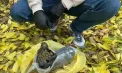 Substanțe narcotice de peste 20 de milioane de lei, scoase din circuit în doar o săptămână, în urma unor operațiuni naționale de amploare ale poliției