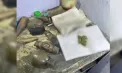 Percheziții la Fălești: Dispozitive utilizate pentru consumul drogurilor, pliculețe cu masă vegetală, presupusă a fi marijuana și cartușe de diferit calibru deținute ilegal - găsite la doi bărbați - VIDEO
