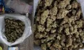 „Curier” de droguri - prins în flagrant, în capitală: A fost reținut, după ce polițiștii au găsit acasă la el un kilogram de marijuana de peste 300 de mii de lei - VIDEO