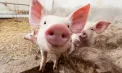Două noi focare de pesta porcină africană descoperite în Moldova: Un porc domestic și mistreții din pădurea Zloți ridică nivelul de alertă sanitară - VIDEO