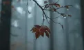 Cer noros în toată țara. Câte grade se vor înregistra în capitală. Prognoza meteo