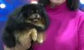 Iubitorii de animale de companie s-au întâlnit, în acest weekend, la expoziția de pisici și câini organizată în capitală - VIDEO
