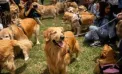 Peste 2.000 de golden retrieveri au transformat un parc din Buenos Aires într-o mare aurie, la un eveniment uriaș care vizează doborârea unui record mondial - VIDEO