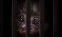 Traficul cu animale vii a atins noi recorduri. Comerțul ilegal cu specii sălbatice ajunge la 20 de miliarde de dolari pe an