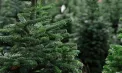 Mirosul Crăciunului se simte în Chișinău: comercianții scot în vânzare primii brazi naturali, iar prețurile ajung până la 2.500 de lei - VIDEO