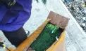 Un lot de peste 7 tone de mărar din import, nimicit de ANSA. Norma de pesticide, depăsită de 10 ori