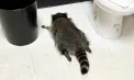 Ratonul devenit viral după ce a fost găsit beat într-un magazin din SUA, suspectat și de alte infracțiuni. „Este a treia spargere pe care a comis-o” - VIDEO