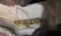 Mai multe persoane, care au urcat la volan sub influența drogurilor - documentate de polițiștii din Ialoveni. Detaliile IGP - VIDEO