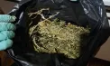 Percheziții la un bărbat din Orhei care păstra marijuana. Ce spun polițiștii - VIDEO