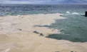 Dezastru ecologic pe coasta Mării Negre după atacurile aeriene ruse asupra portului Odesa: zeci de păsări moarte și poluare cu ulei de floarea-soarelui pun în pericol viața marină - VIDEO