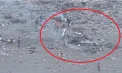 Tragedie pe Muntele Kilimanjaro: Cinci persoane și-au pierdut viața într-un accident aviatic în timpul unei misiuni de salvare - VIDEO