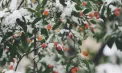Va ninge în centrul și nordul țării, iar în capitală vom avea - 1 grad. Cum va fi vremea în weekend