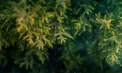 Vreme frumoasă în prima zi din an. În capitală, termometrele vor indica -2 grade, iar la nord va ninge ușor. Prognoza meteo