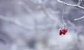 Precipitații sub formă de ploaie și lapoviță în toată țara. Câte grade se vor înregistra astăzi, dar și în următoarele zile. Prognoza meteo
