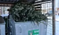Brazii utilizați în perioada sărbătorilor de iarnă pot fi transformați în îngrășământ natural. Îndemnul primăriei Chișinău 