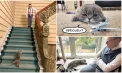 Maximus, motanul premierului belgian, devine o figură virală: Cum o felină a cucerit rețelele de socializare cu ironii subtile despre politica de la Bruxelles - VIDEO
