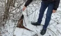 Capcane instalate ilegal au fost descoperite în fondul forestier și pe terenuri agricole din raionul Telenești. Autoritățile avertizează asupra pericolelor pentru fauna sălbatică