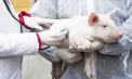 Alarmant. Încă patru focare de pestă porcină africană - depistate în țara noastră. Raioanele vizate 