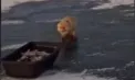 Scene incredibile la pescuit în Kazahstan: vulpe și mistreț „fură” captura pescarilor, lăsând oamenii uimiți și amuzați - VIDEO