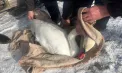 O lebădă a fost salvată pe malul Nistrului de polițiștii de frontieră: pasărea era slăbită și avea nevoie de îngrijiri - VIDEO