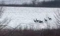 Mai multe căprioare - surprinse cum aleargă pe un câmp din apropierea satului Românești - VIDEO