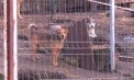 Abandonate, maltratate și neglijate - așa trăiesc majoritatea animalelor fără adăpost din țara noastră. Apărătorii pentru drepturile animalelor bat alarma. Reacția autorităților - VIDEO