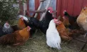 Importul de carne de pasăre din Ucraina - suspendat temporar. Precizările ANSA - VIDEO