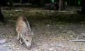 Mai multe focare de boli la animale - înregistrate în țară într-o săptămână. Recomandările ANSA - FOTO